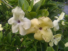 Brunfelsia lactea