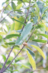 Sideroxylon canariense