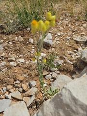 Helichrysum plicatum, photograph (c) Antoun ARMALÉ, some rights reserved (CC BY)
