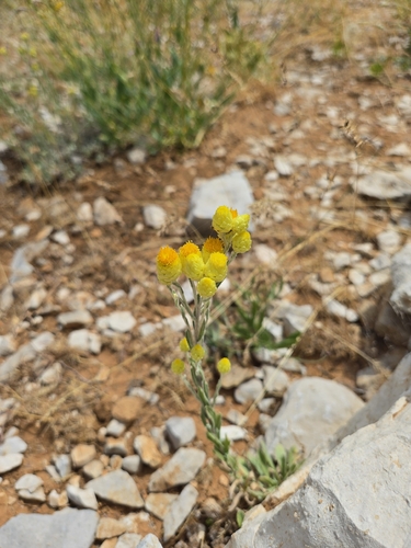 Helichrysum plicatum, photograph 3