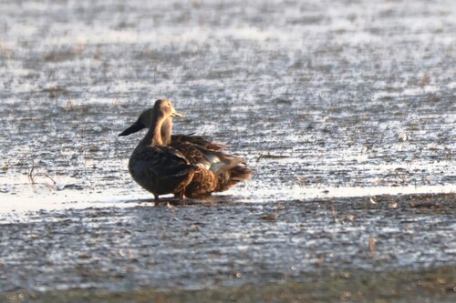 iNaturalist image