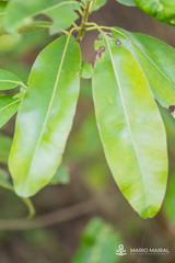 Sideroxylon canariense