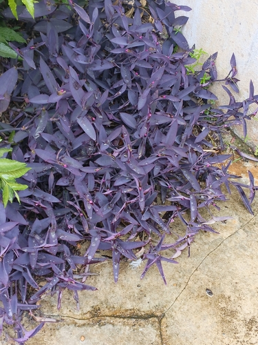 Purple Heart
