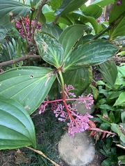 Medinilla speciosa