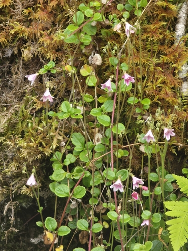 Twinflower