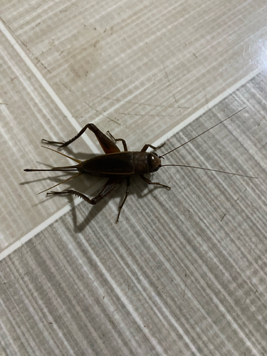 Teleogryllus derelictus