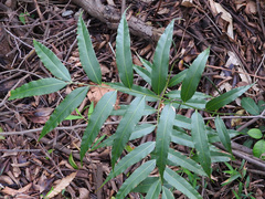 Stenochlaena palustris