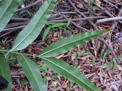 Stenochlaena palustris
