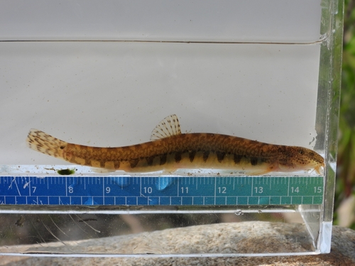 Korean spined loach