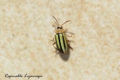 Disonycha interlineata