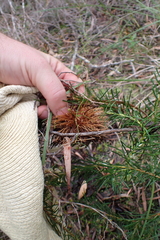 Banksia nutans