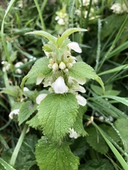 Lamium album