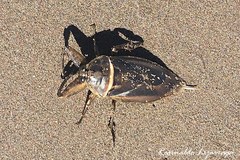 Lethocerus annulipes