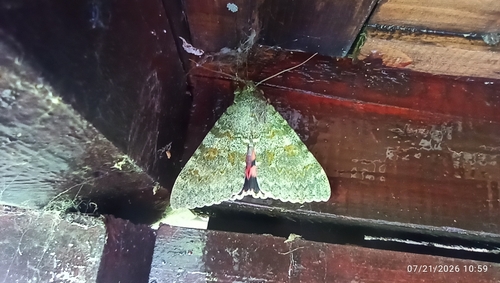 French Red Underwing