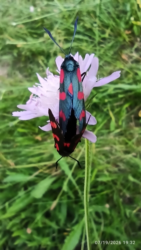 Six-spot Burnet