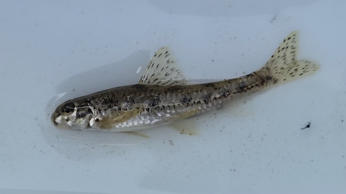 Springer's gudgeon (Biwia springeri) — Cyprinidae — 5