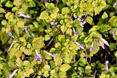 Plectranthus saccatus