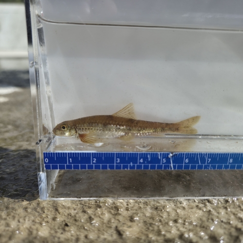 Yalu gudgeon (Microphysogobio yaluensis) — Cyprinidae — 5