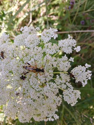 Spotted Longhorn Beetle