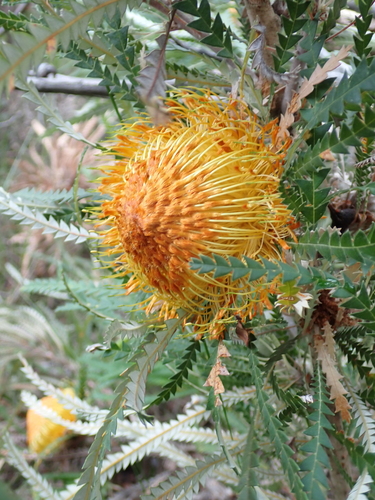 Banksia formosa, photograph 6