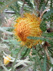 Banksia formosa, photograph (c) Em Lamond, some rights reserved (CC BY)