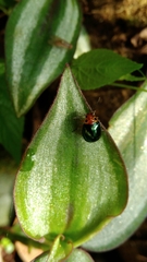 Morphosphaera bimaculata