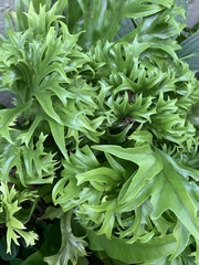 Microsorum punctatum