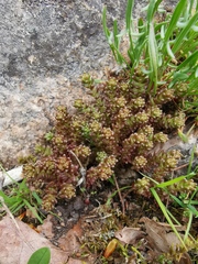 Sedum annuum