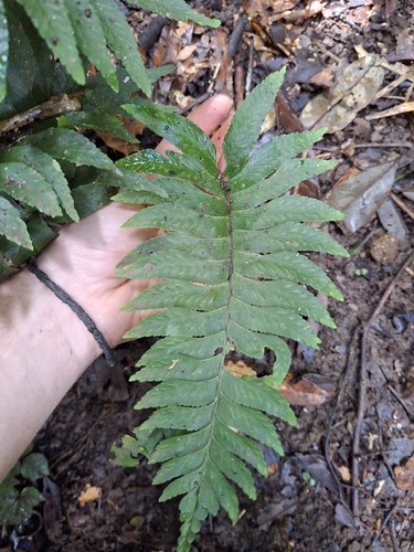 Hymenasplenium excisum observed 2026-07-11