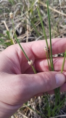 Eleocharis compressa