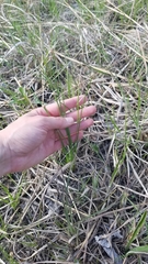 Eleocharis compressa