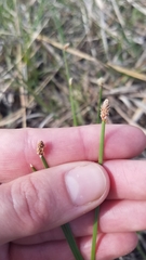 Eleocharis compressa