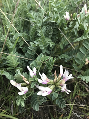 Astragalus cibarius
