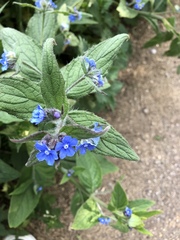 Pentaglottis sempervirens