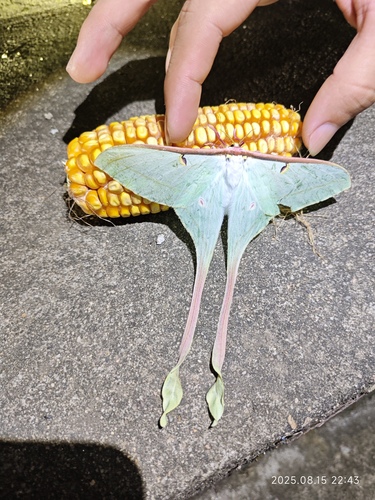 Chinese Moon Moth