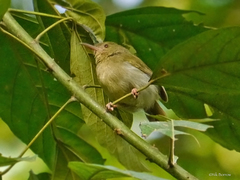 Grey Longbill photo 1