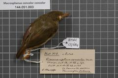 Grey Longbill photo 3