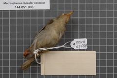 Grey Longbill photo 4