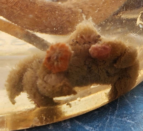 Polydectus cupulifer observed 2026-07-21