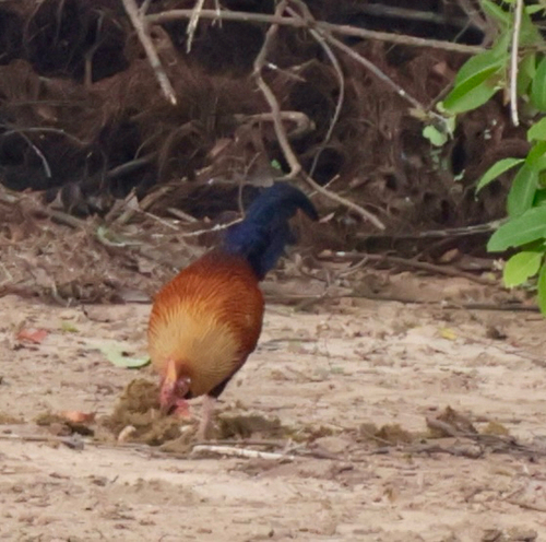 Sri Lanka Junglefowl