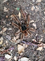 Phrixotrichus vulpinus