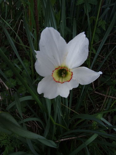 Narcissus poeticus