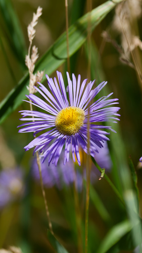 Erigeron speciosus