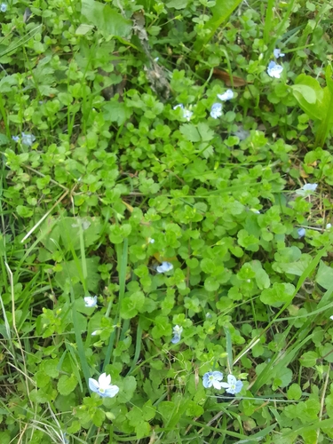 Veronica filiformis, photograph 4