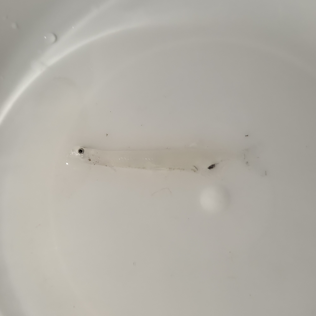 Jordan's icefish (Neosalanx jordani) — Salangidae