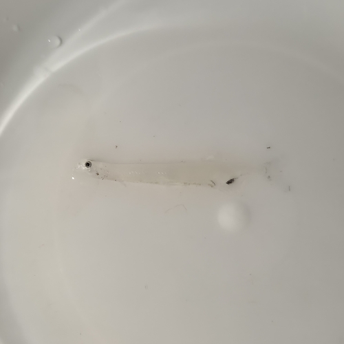 Jordan's icefish (Neosalanx jordani) — Salangidae