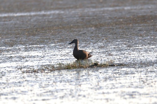 iNaturalist image