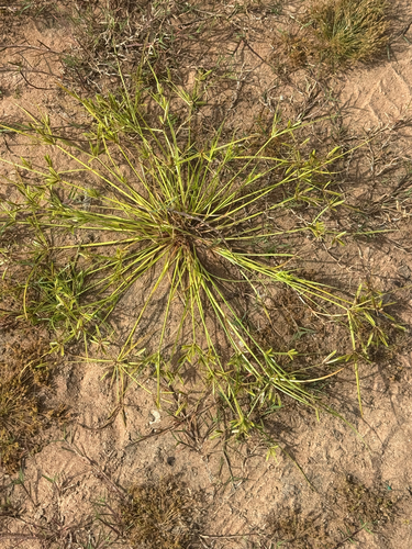 Poorland Flatsedge