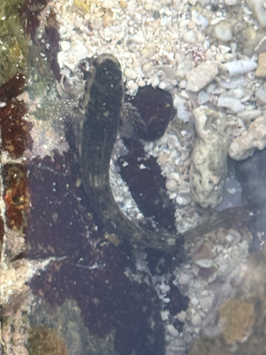 Praealticus bilineatus observed 2026-07-21