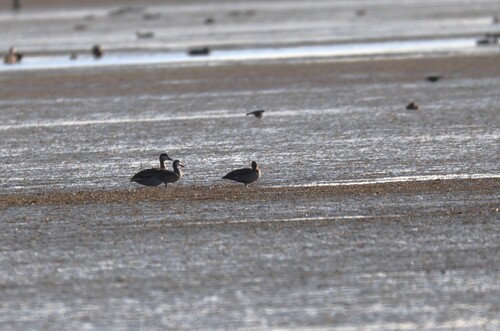 iNaturalist image